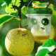 Cloche Alimentaire Pliable en Maille pour Protection Anti-Insectes et Conservation des Aliments