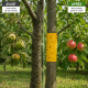 Pack de 2 Rubans Double Face Anti-Insectes Jaunes 10 x 220 cm – Pièges Adhésifs pour Arbres et Potager