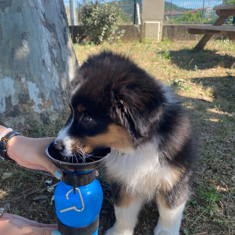 DOGWATER: Bottiglia Per Bere Per Cani 17 DOGWATER: Bottiglia Per Bere Per Cani -Cibi per cani in Italia AAHKMJXYDAFdJAOAIMEbOAchdvlHC555PCtNJ7VzCNL6cNV zY6DRgdVWVKh4C9iJS18e9oUkEVVX8nD028 QeBiVOT8fMdlAm2F2TMejg uVBU