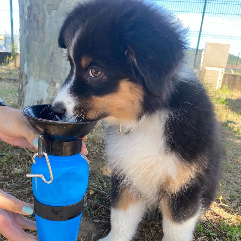 DOGWATER: Bottiglia Per Bere Per Cani 15 DOGWATER: Bottiglia Per Bere Per Cani -Cibi per cani in Italia AAHKMJXYDAFdJAOAIMEbOAchdvlHC555PCtNJ7VzCNL6cNV zY6DRgdVWVKh4C9iJS18e9oUkEVVX8nD028 QeBiVOT8fMdlAm2F2TMejg uVBU H1CTFPvwEvMhA StA1WKZsR4JHZFS41i7tlR9xTrXydPeaw04iu1JFhuIRn9DLsnnzEcf2kDY bDwBX4hNE=